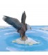Eagle Pop Up Card